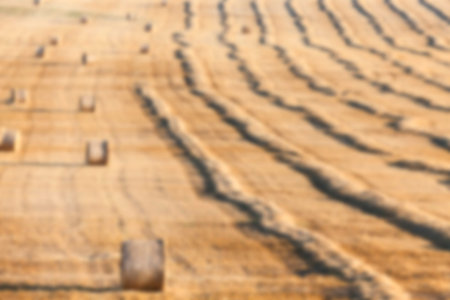 Agricultural field on which stacked straw haystacks after the wheat harvest, defocus