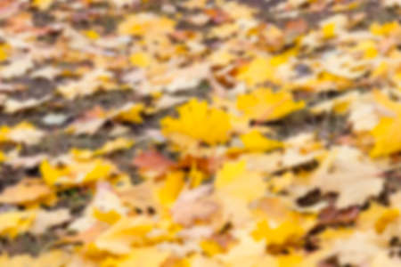 photographed trees and foliage in the autumn, the location - a park, defocusの写真素材