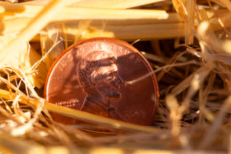 photographed close-up of an American penny in a pile of straw left after harvest, defocusedの写真素材