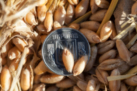 photographed close-up of one Ukrainian penny in a pile of straw left after harvest, defocusedの写真素材