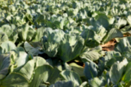 Agricultural field on which grow green immature cabbage, Defocusの写真素材
