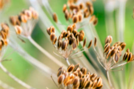 photographed close-up of ripe seeds of dill, Defocusの写真素材