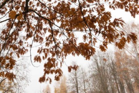 a park in the autumn, during cloudy weather, late autumn, defocusedの写真素材