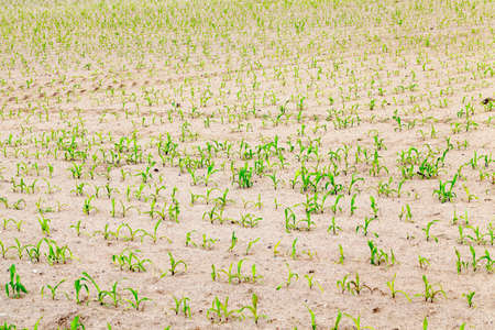 an agricultural field, which is growing young green corn. Spring. close-upの写真素材