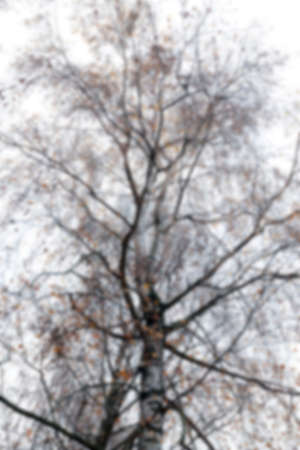 a park in the autumn, during cloudy weather, late autumn, defocusedの写真素材