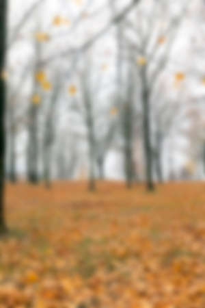 trees with small leaves in the autumn growing season in the park, defocusedの写真素材