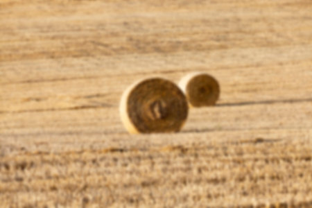 Agricultural field on which were left lying Straw Haystacks after the wheat harvest, grain field, farming and organic foods, autumn season, defocusの写真素材