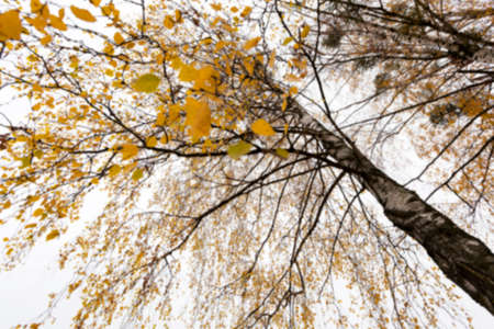 trees with small leaves in the autumn growing season in the park, defocusedの写真素材
