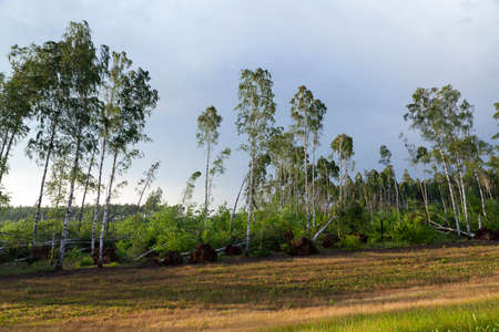the pictures taken after the storm broken birch trees growing in woodlandの写真素材
