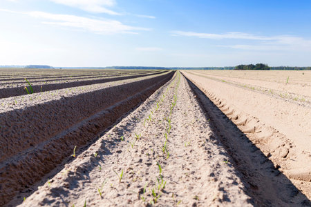 Agricultural field on which made furrows for planting a new crop, close-up, blue sky