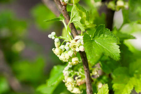 photographed close-up currant flowers in spring seasonの写真素材