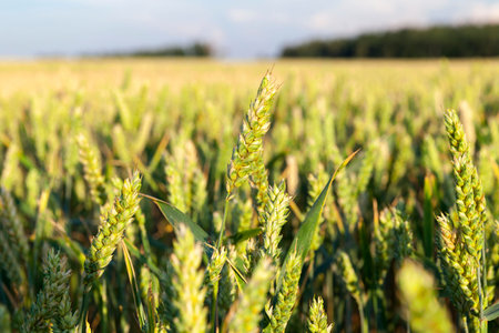 Agricultural field on which grow yellowed grass, which is almost ready for harvest, close-up. In the...