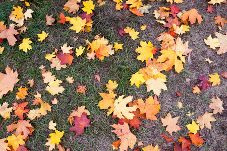 The fallen from the trees and lying on the sidewalk for pedestrians yellowed foliage of maple,...