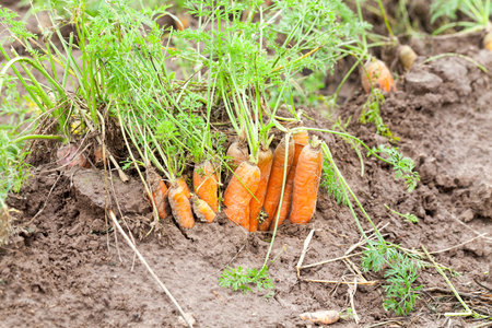 Agricultural field on which grow mature carrots orange. Poor low-quality crop. Photo close-up, small...