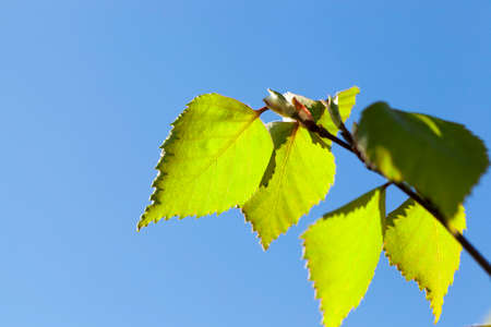 Young green leaves of a birch in the spring time of the year, close-upの写真素材