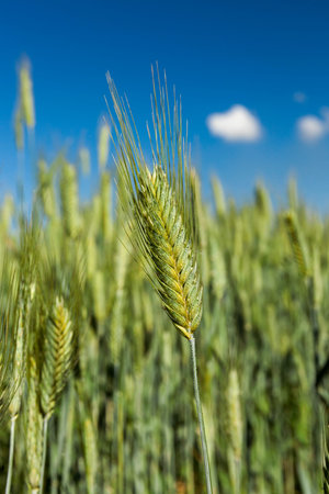 Agricultural field on which grow immature young cereals, wheat. Blue sky with clouds in the backgroundの写真素材