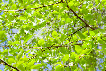 photographed close-up of green lime tree leaves in the spring time of the year, a small depth of...