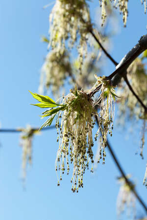 photographed close-up green and yellow flowers of a blossoming tree maple. Spring seasonの写真素材
