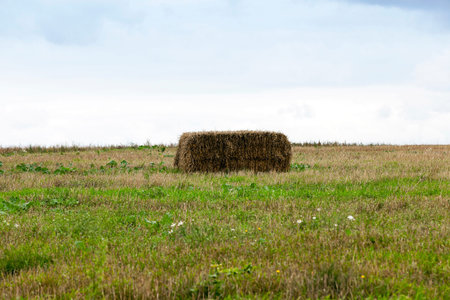 haystacks after wheat harvest. They have a square shape and photographed close-up. Overcast