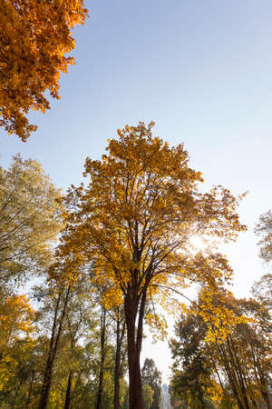 maple trees change color with yellow leaves in autumn season. Location in the park. Blue sky in the backgroundの写真素材