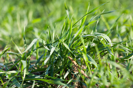 photographed close up young grass plants green wheat growing on agricultural field, agriculture,...