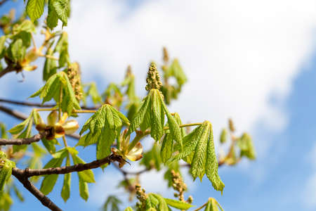 photographed close-up of young green leaves of chestnut, a small depth of fieldの写真素材