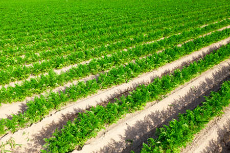 photographed close-up of an agricultural field on which grow green shoots of carrotsの写真素材