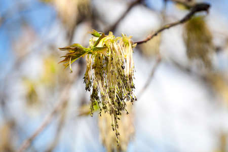 photographed close-up green and yellow flowers of a blossoming tree maple. Spring seasonの写真素材