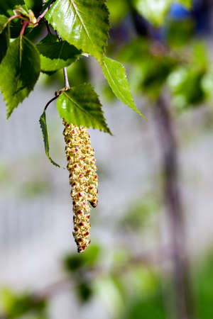 photographed close-up of a young birch tree green leavesの写真素材