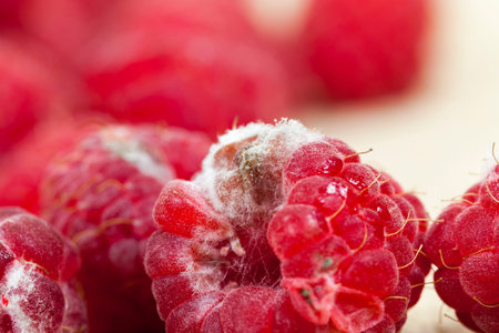photographed ripe red raspberries, which appeared mold, a small depth of field