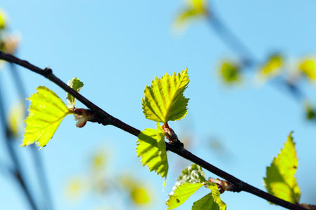 photographed close-up of a young birch tree green leaves on the background blue sky