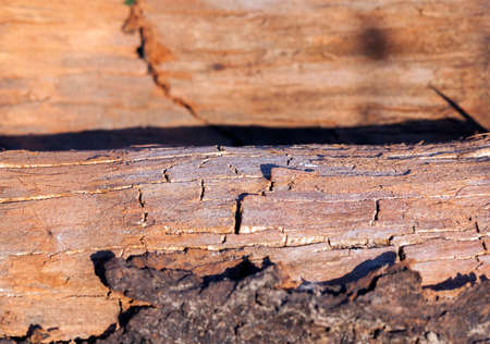 photographed close-up of old cracked wooden surface, seen a lot of faults. Small depth of fieldの写真素材