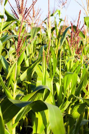 Agricultural field on which grow still green unripe corn. Photo taken closeup in summer. Small depth...