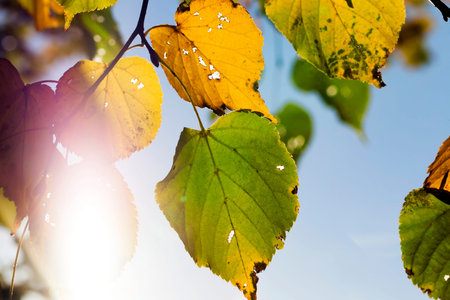 photographed close-up of yellowed foliage of a linden tree in autumn season. The sun illuminates the...