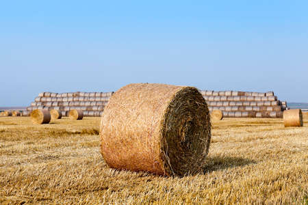 Agricultural field on which stacked straw haystacks after the wheat harvestsの写真素材