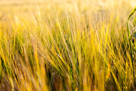 Agricultural field on which grow up ripening and changing color to yellow cereals, wheat