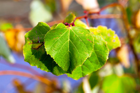 yellowing leaves on the trees linden growing in the city park, autumn season