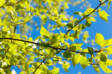 photographed close-up of green lime tree leaves in the spring time of the year, in the background a...