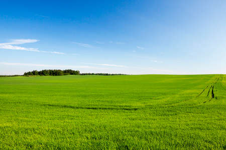 Agricultural field on which grow immature young cereals, wheat. Blue sky in the backgroundの写真素材