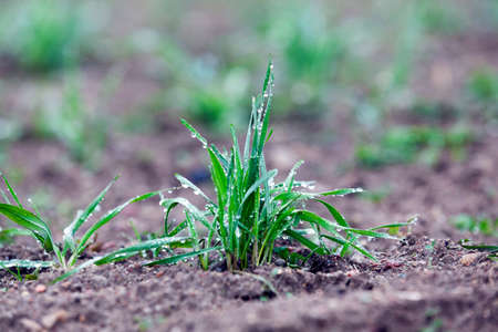 photographed close up young grass plants green wheat growing in the field of agriculture, Agricultureの写真素材