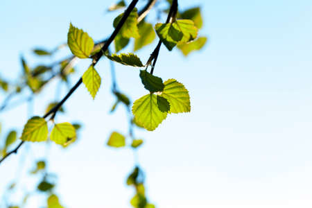 photographed close-up of a young birch tree green leaves on the background blue skyの写真素材