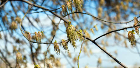 photographed close-up green and yellow flowers of a blossoming tree maple. Spring seasonの写真素材