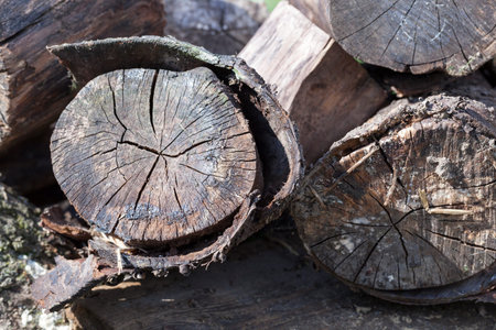old rotting logs lying outdoors Photo closeup, shallow depth of field