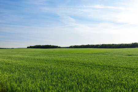Agricultural field on which grows green unripe wheat grass, landscape in the background blue sky and...