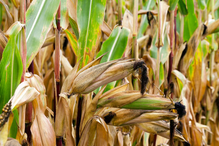 Agricultural field on which photographed mature yellowed corn, close up, natural foods