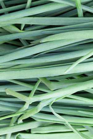 photographed close-up green onions feathers, gathered together at harvest timeの写真素材