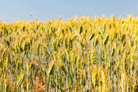 Agricultural field on which grow immature cereals, wheat.の写真素材