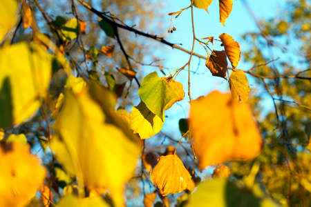 yellowed maple trees in autumnの写真素材