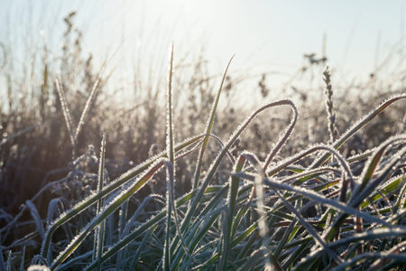 green grass in the frost
