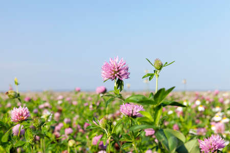 agricultural field with cloverの写真素材